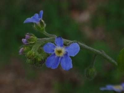 Hackelia deflexa, photographed by Christian Berg