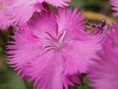 Dianthus laricifolius, photographed by Carminda Santos