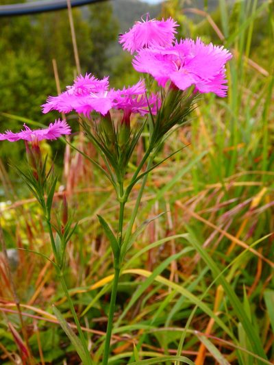 Dianthus laricifolius, photographed by Carminda Santos