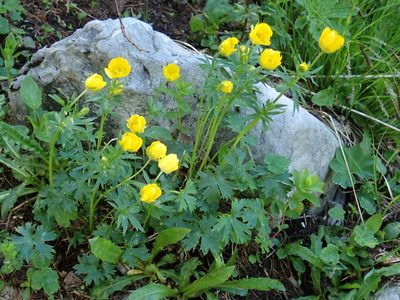 Ranunculus montanus, photographed by Christian Berg
