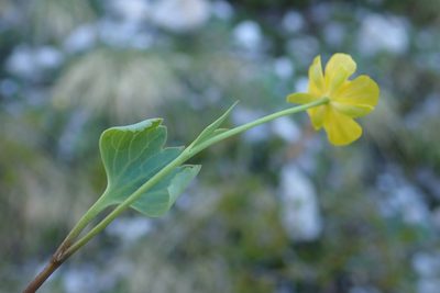 Ranunculus hybridus, photographed by Christian Berg
