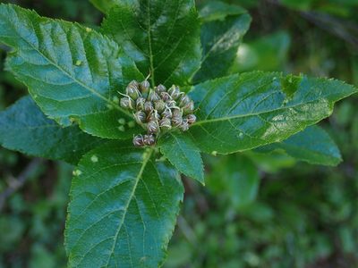 Chamaemespilus alpina, photographed by Christian Berg