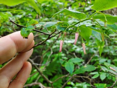 Vaccinium erythrocarpum, photographed by Will Kuhn