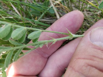 Astragalus plattensis, photographed by Jeff D Hansen
