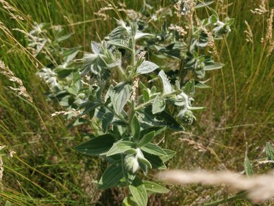 Lithospermum occidentale, photographed by Jeff D Hansen