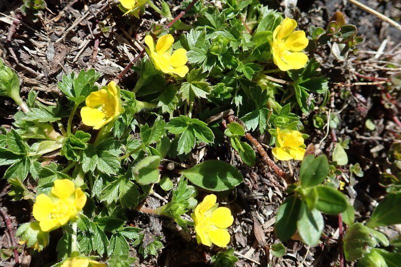 Potentilla brauneana, photographed by Christian Berg