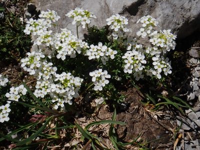 Hornungia alpina, photographed by Christian Berg