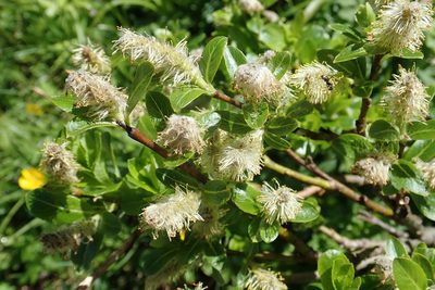 Salix waldsteiniana, photographed by Christian Berg