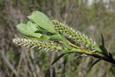 Salix waldsteiniana, photographed by Christian Berg
