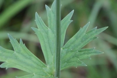 Aconitum lasiostomum, photographed by Maxim Shashkov