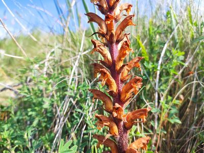 Orobanche lutea, photographed by Наталья Пикалова