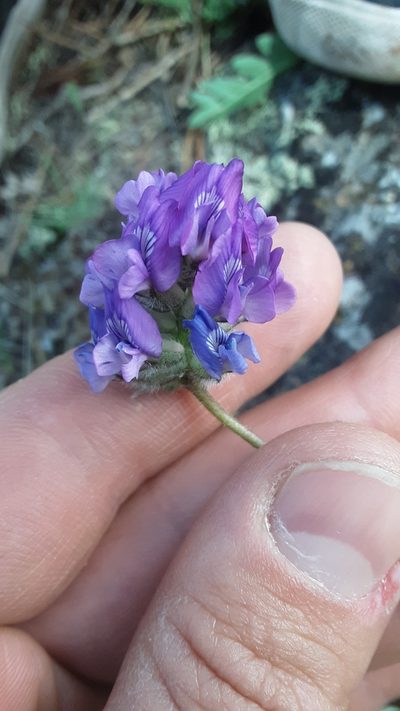 Oxytropis lagopus, photographed by Tait Sougstad