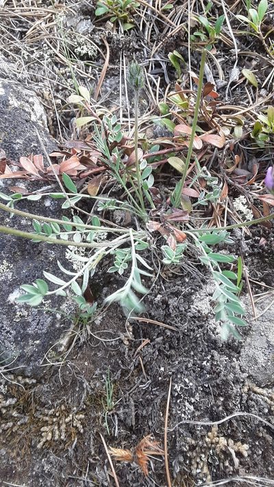 Oxytropis lagopus, photographed by Tait Sougstad