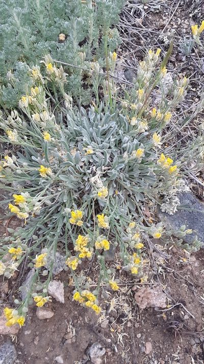 Physaria spatulata, photographed by Tait Sougstad