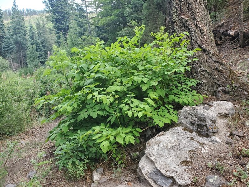 Aralia bicrenata, photographed by Craig Martin