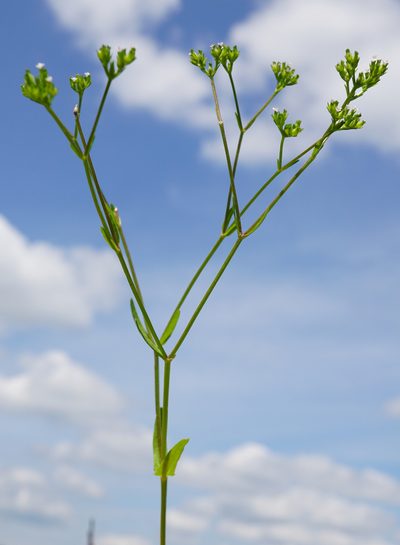 Valeriana dentata, photographed by Patrick Hacker