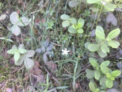Stellaria palustris, photographed by Лариса Мельник