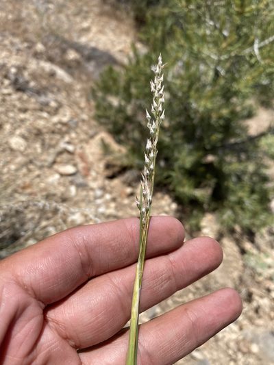 Eriocoma arnowiae, photographed by Matt Berger