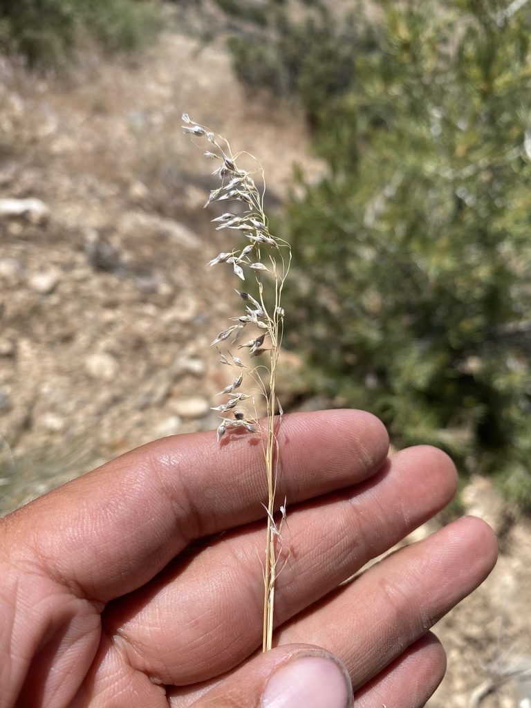 Eriocoma arnowiae, photographed by Matt Berger