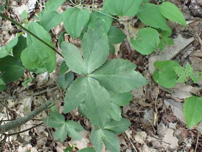 Sanicula smallii, photographed by John Abrams