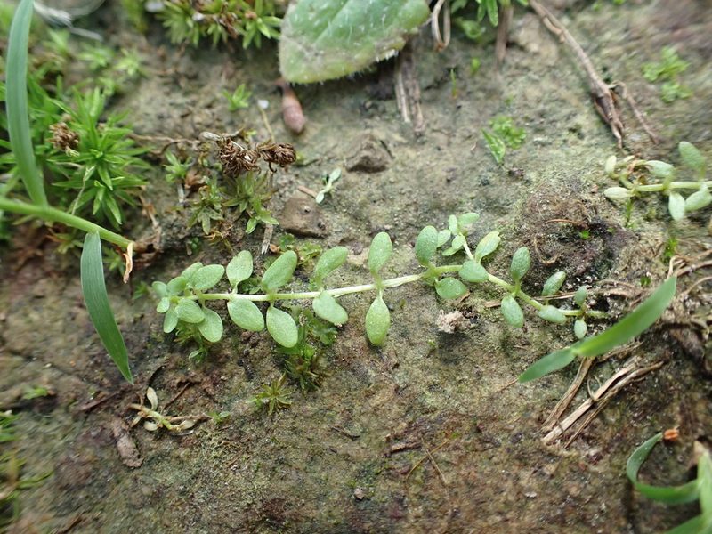 Callitriche terrestris, photographed by John Abrams