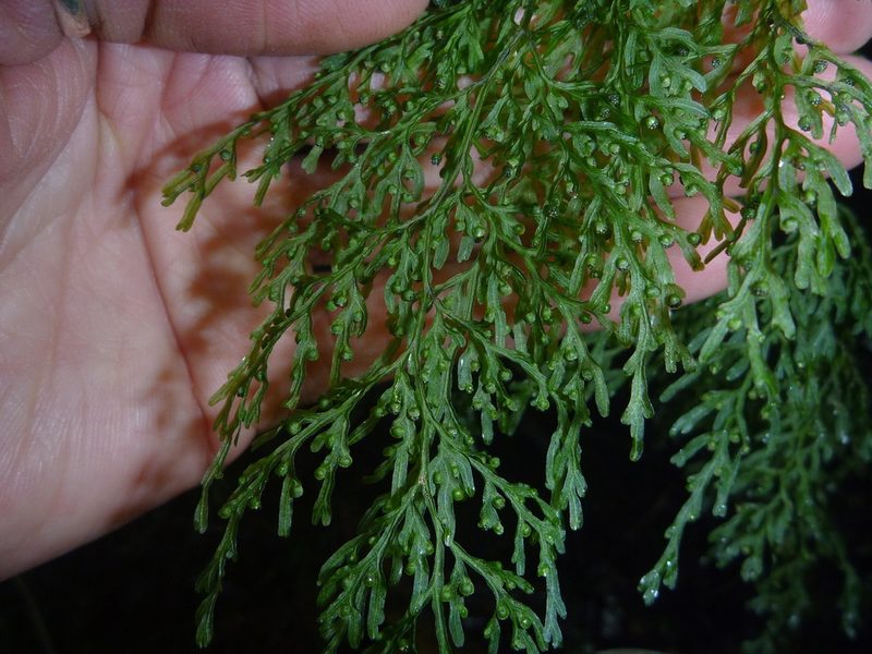 Hymenophyllum pulcherrimum, photographed by Penelope Noel Gillette