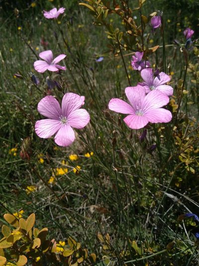 Linum viscosum, photographed by Joan C. Hinojosa