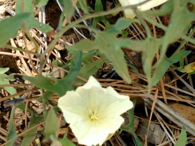 Calystegia occidentalis, photographed by George Raymond