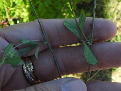Trifolium lappaceum, photographed by Sam Kieschnick