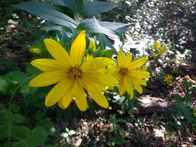 Silphium asteriscus, photographed by ozarkallison