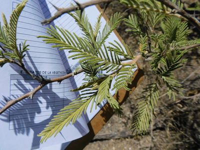 Vachellia pennatula, photographed by Jonathan Rodriguez