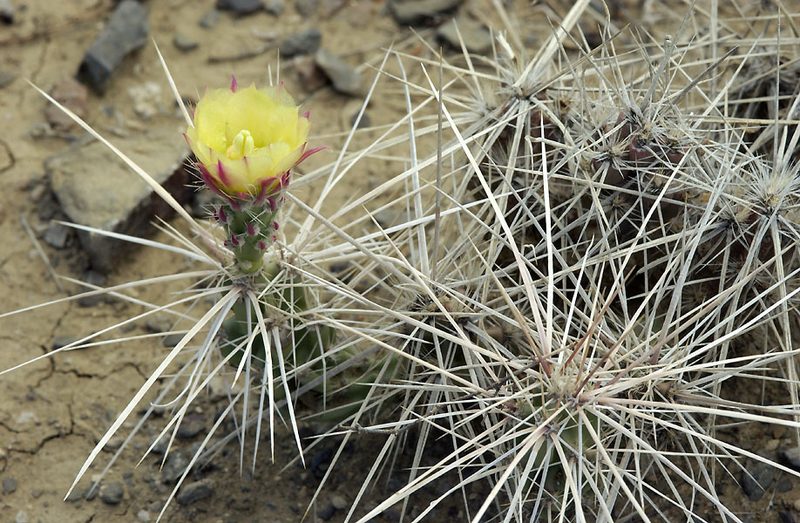 Grusonia densispina, photographed by Ad Konings