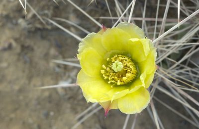 Grusonia densispina, photographed by Ad Konings