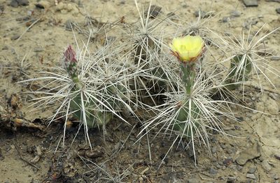 Grusonia densispina, photographed by Ad Konings