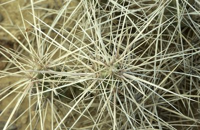Grusonia densispina, photographed by Ad Konings