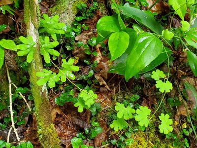 Lygodium palmatum, photographed by Terri Koontz