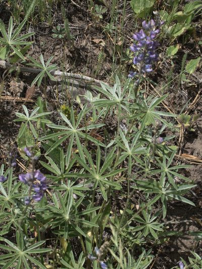 Lupinus caudatus, photographed by Tom Wainwright