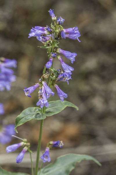 Penstemon watsonii, photographed by Craig Martin