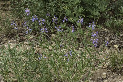 Penstemon watsonii, photographed by Craig Martin
