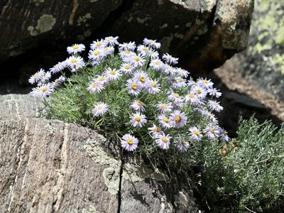 Erigeron pinnatisectus, photographed by Cheryl McCleary-Catalano