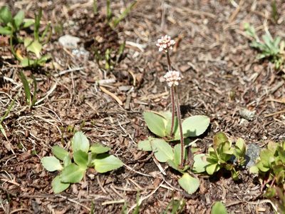 Micranthes rhomboidea, photographed by Cheryl McCleary-Catalano