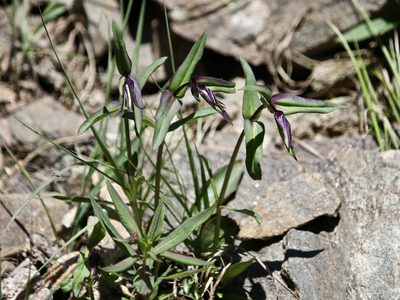 Campanula uniflora, photographed by Cheryl McCleary-Catalano