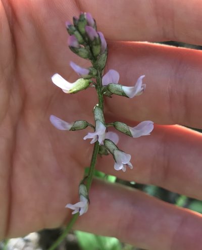 Astragalus robbinsii, photographed by Caleb Catto