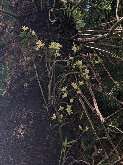 Dendrobium officinale, photographed by Cheng-Te Hsu
