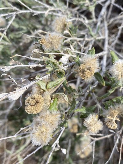 Ambrosia eriocentra, photographed by Matt Berger
