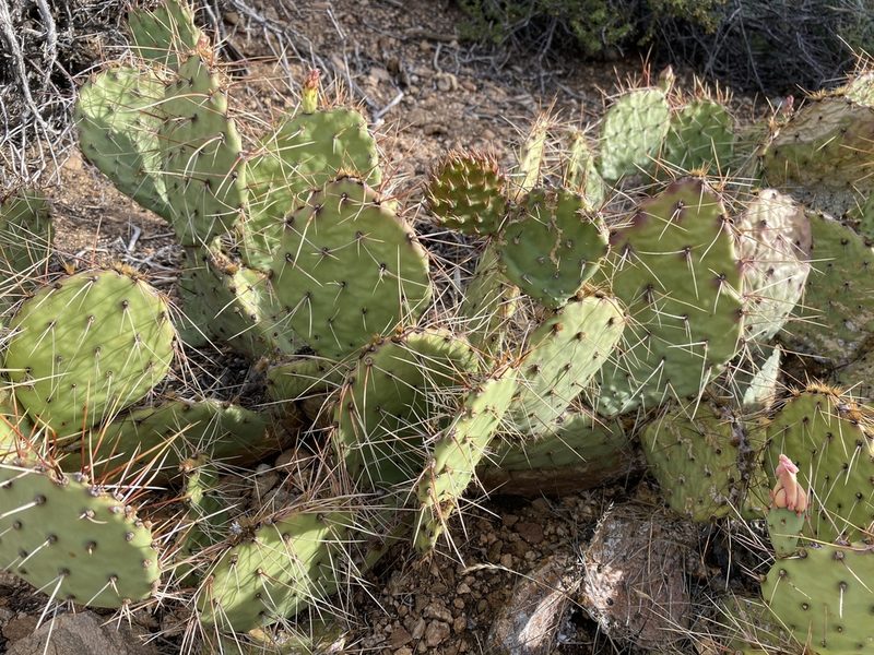 Opuntia curvispina, photographed by Matt Berger