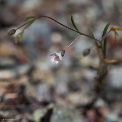 Linum micranthum, photographed by Ken-ichi Ueda