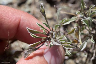 Hesperevax sparsiflora, photographed by Ken-ichi Ueda