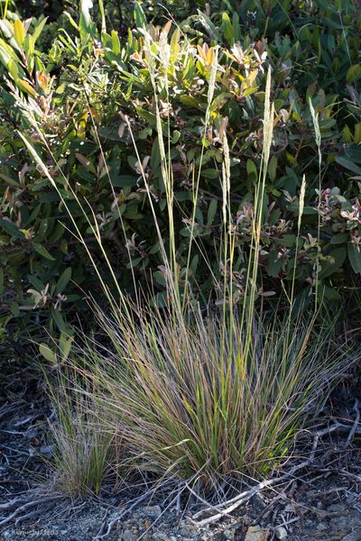 Calamagrostis ophitidis, photographed by Ken-ichi Ueda