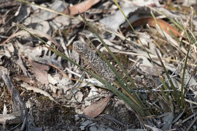 Lomandra leucocephala, photographed by Kym Nicolson